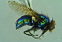  ( - BCFORENSIK0747)  @11 [ ] CreativeCommons - Attribution Non-Commercial Share-Alike (2015) Unspecified SNSB, Zoologische Staatssammlung Muenchen