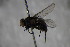  ( - BCFORENSIK_0294)  @13 [ ] CreativeCommons - Attribution Non-Commercial Share-Alike (2015) Unspecified SNSB, Zoologische Staatssammlung Muenchen