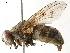  (Spilogona princeps - CHARS00048-A05)  @11 [ ] CreativeCommons - Attribution (2019) CBG Photography Group Centre for Biodiversity Genomics