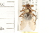  (Hippoboscinae - HF087)  @14 [ ] CreativeCommons - Attribution (2008) Unspecified Centre for Biodiversity Genomics