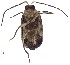  ( - C8119)  @13 [ ] CreativeCommons  Attribution Non-Commercial Share-Alike (2017) Unspecified Institute for Tropical Biology and Conservation, Universiti Malaysia Sabah