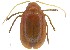  ( - C8356)  @11 [ ] CreativeCommons  Attribution Non-Commercial Share-Alike (2017) Unspecified Institute for Tropical Biology and Conservation, Universiti Malaysia Sabah