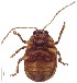  ( - C8422)  @13 [ ] CreativeCommons  Attribution Non-Commercial Share-Alike (2017) Unspecified Institute for Tropical Biology and Conservation, Universiti Malaysia Sabah
