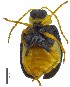 ( - C8456)  @13 [ ] CreativeCommons  Attribution Non-Commercial Share-Alike (2017) Unspecified Institute for Tropical Biology and Conservation, Universiti Malaysia Sabah