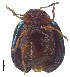  ( - C8514)  @14 [ ] CreativeCommons  Attribution Non-Commercial Share-Alike (2017) Unspecified Institute for Tropical Biology and Conservation, Universiti Malaysia Sabah