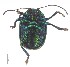  (Colaspoides tuberculata - C9858)  @11 [ ] CreativeCommons  Attribution Non-Commercial Share-Alike (2017) Unspecified Institute for Tropical Biology and Conservation, Universiti Malaysia Sabah