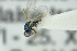  ( - BC-ZSM-HYM-13565-F10)  @12 [ ] CreativeCommons - Attribution Non-Commercial Share-Alike (2015) Stefan Schmidt SNSB, Zoologische Staatssammlung Muenchen