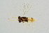  ( - BC-ZSM-HYM-20699-A06)  @13 [ ] CreativeCommons - Attribution Non-Commercial Share-Alike (2015) Unspecified SNSB, Zoologische Staatssammlung Muenchen