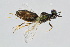  ( - BC-ZSM-HYM-20699-D06)  @13 [ ] CreativeCommons - Attribution Non-Commercial Share-Alike (2015) Unspecified SNSB, Zoologische Staatssammlung Muenchen