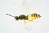  ( - BC-ZSM-HYM-20720-C09)  @13 [ ] CreativeCommons - Attribution Non-Commercial Share-Alike (2015) Unspecified SNSB, Zoologische Staatssammlung Muenchen