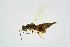 ( - BC-ZSM-HYM-20720-D02)  @14 [ ] CreativeCommons - Attribution Non-Commercial Share-Alike (2015) Unspecified SNSB, Zoologische Staatssammlung Muenchen