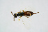  ( - BC-ZSM-HYM-20720-D04)  @11 [ ] CreativeCommons - Attribution Non-Commercial Share-Alike (2015) Unspecified SNSB, Zoologische Staatssammlung Muenchen