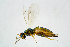  ( - BC-ZSM-HYM-20720-D10)  @13 [ ] CreativeCommons - Attribution Non-Commercial Share-Alike (2015) Unspecified SNSB, Zoologische Staatssammlung Muenchen