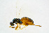  ( - BC-ZSM-HYM-20720-E08)  @14 [ ] CreativeCommons - Attribution Non-Commercial Share-Alike (2015) Unspecified SNSB, Zoologische Staatssammlung Muenchen