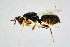  (Eurytoma arctica - BC-ZSM-HYM-20720-G07)  @14 [ ] CreativeCommons - Attribution Non-Commercial Share-Alike (2015) Unspecified SNSB, Zoologische Staatssammlung Muenchen