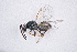  ( - BC-ZSM-HYM-20721-C04)  @13 [ ] CreativeCommons - Attribution Non-Commercial Share-Alike (2014) Stefan Schmidt SNSB, Zoologische Staatssammlung Muenchen