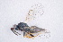  ( - BC-ZSM-HYM-20721-E08)  @13 [ ] CreativeCommons - Attribution Non-Commercial Share-Alike (2014) Stefan Schmidt SNSB, Zoologische Staatssammlung Muenchen