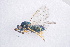  ( - BC-ZSM-HYM-20721-F10)  @13 [ ] CreativeCommons - Attribution Non-Commercial Share-Alike (2014) Stefan Schmidt SNSB, Zoologische Staatssammlung Muenchen