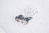  ( - BC-ZSM-HYM-20721-G10)  @12 [ ] CreativeCommons - Attribution Non-Commercial Share-Alike (2014) Stefan Schmidt SNSB, Zoologische Staatssammlung Muenchen