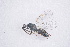  ( - BC-ZSM-HYM-20721-G12)  @12 [ ] CreativeCommons - Attribution Non-Commercial Share-Alike (2014) Stefan Schmidt SNSB, Zoologische Staatssammlung Muenchen