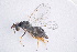  ( - BC-ZSM-HYM-20721-H07)  @13 [ ] CreativeCommons - Attribution Non-Commercial Share-Alike (2014) Stefan Schmidt SNSB, Zoologische Staatssammlung Muenchen