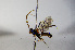  ( - BC-ZSM-HYM-20722-F04)  @12 [ ] CreativeCommons - Attribution Non-Commercial Share-Alike (2015) Stefan Schmidt SNSB, Zoologische Staatssammlung Muenchen