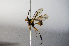  ( - BC-ZSM-HYM-20722-F05)  @12 [ ] CreativeCommons - Attribution Non-Commercial Share-Alike (2015) Stefan Schmidt SNSB, Zoologische Staatssammlung Muenchen