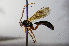  (Platylabini - BC-ZSM-HYM-20722-F08)  @14 [ ] CreativeCommons - Attribution Non-Commercial Share-Alike (2015) Stefan Schmidt SNSB, Zoologische Staatssammlung Muenchen