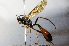  ( - BC-ZSM-HYM-20722-F11)  @13 [ ] CreativeCommons - Attribution Non-Commercial Share-Alike (2015) Stefan Schmidt SNSB, Zoologische Staatssammlung Muenchen