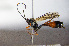  ( - BC-ZSM-HYM-20722-F12)  @13 [ ] CreativeCommons - Attribution Non-Commercial Share-Alike (2015) Stefan Schmidt SNSB, Zoologische Staatssammlung Muenchen