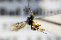  ( - BC-ZSM-HYM-20722-G02)  @13 [ ] CreativeCommons - Attribution Non-Commercial Share-Alike (2015) Stefan Schmidt SNSB, Zoologische Staatssammlung Muenchen
