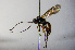  ( - BC-ZSM-HYM-20722-G04)  @14 [ ] CreativeCommons - Attribution Non-Commercial Share-Alike (2015) Stefan Schmidt SNSB, Zoologische Staatssammlung Muenchen