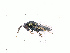 (Pteromalus inclytus - BC-ZSM-HYM-20772-A04)  @12 [ ] CreativeCommons - Attribution Non-Commercial Share-Alike (2015) Stefan Schmidt SNSB, Zoologische Staatssammlung Muenchen