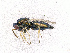  (Pteromalus albipennis-group - BC-ZSM-HYM-20772-D02)  @14 [ ] CreativeCommons - Attribution Non-Commercial Share-Alike (2015) Stefan Schmidt SNSB, Zoologische Staatssammlung Muenchen