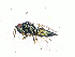  (Pteromalus nr. albipennis - BC-ZSM-HYM-20772-G08)  @12 [ ] CreativeCommons - Attribution Non-Commercial Share-Alike (2015) Stefan Schmidt SNSB, Zoologische Staatssammlung Muenchen