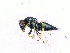  (Pteromalus cf. egregius - BC-ZSM-HYM-20772-G09)  @12 [ ] CreativeCommons - Attribution Non-Commercial Share-Alike (2015) Stefan Schmidt SNSB, Zoologische Staatssammlung Muenchen