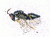  (Pteromalus nr. osmiae - BC-ZSM-HYM-20772-G11)  @12 [ ] CreativeCommons - Attribution Non-Commercial Share-Alike (2015) Stefan Schmidt SNSB, Zoologische Staatssammlung Muenchen