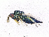  ( - BC-ZSM-HYM-20772-G12)  @12 [ ] CreativeCommons - Attribution Non-Commercial Share-Alike (2015) Stefan Schmidt SNSB, Zoologische Staatssammlung Muenchen