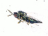  (Pteromalus sp. A_HB - BC-ZSM-HYM-20772-H01)  @14 [ ] CreativeCommons - Attribution Non-Commercial Share-Alike (2015) Stefan Schmidt SNSB, Zoologische Staatssammlung Muenchen