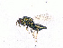  (Pteromalus cf. brachigaster - BC-ZSM-HYM-20772-H07)  @12 [ ] CreativeCommons - Attribution Non-Commercial Share-Alike (2015) Stefan Schmidt SNSB, Zoologische Staatssammlung Muenchen