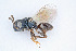  ( - BC-ZSM-HYM-21584-A05)  @11 [ ] CreativeCommons - Attribution Non-Commercial Share-Alike (2014) Stefan Schmidt SNSB, Zoologische Staatssammlung Muenchen