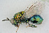  (Perilampidae - BC-ZSM-HYM-21584-D04)  @15 [ ] CreativeCommons - Attribution Non-Commercial Share-Alike (2014) Stefan Schmidt SNSB, Zoologische Staatssammlung Muenchen