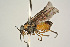  (Tequus - BC-ZSM-HYM-21584-E11)  @13 [ ] CreativeCommons - Attribution Non-Commercial Share-Alike (2014) Stefan Schmidt SNSB, Zoologische Staatssammlung Muenchen