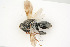  ( - BC-ZSM-HYM-21584-F02)  @13 [ ] CreativeCommons - Attribution Non-Commercial Share-Alike (2014) Stefan Schmidt SNSB, Zoologische Staatssammlung Muenchen