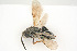  ( - BC-ZSM-HYM-21584-F03)  @13 [ ] CreativeCommons - Attribution Non-Commercial Share-Alike (2014) Stefan Schmidt SNSB, Zoologische Staatssammlung Muenchen