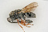  ( - BC-ZSM-HYM-21584-F04)  @14 [ ] CreativeCommons - Attribution Non-Commercial Share-Alike (2014) Stefan Schmidt SNSB, Zoologische Staatssammlung Muenchen