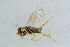  ( - BC-ZSM-HYM-21585-B06)  @12 [ ] CreativeCommons - Attribution Non-Commercial Share-Alike (2014) Stefan Schmidt SNSB, Zoologische Staatssammlung Muenchen