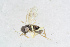  ( - BC-ZSM-HYM-21585-F09)  @12 [ ] CreativeCommons - Attribution Non-Commercial Share-Alike (2014) Stefan Schmidt SNSB, Zoologische Staatssammlung Muenchen