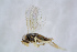 ( - BC-ZSM-HYM-21585-H05)  @13 [ ] CreativeCommons - Attribution Non-Commercial Share-Alike (2014) Stefan Schmidt SNSB, Zoologische Staatssammlung Muenchen