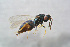  ( - BC-ZSM-HYM-21587-D04)  @12 [ ] CreativeCommons - Attribution Non-Commercial Share-Alike (2014) Stefan Schmidt SNSB, Zoologische Staatssammlung Muenchen